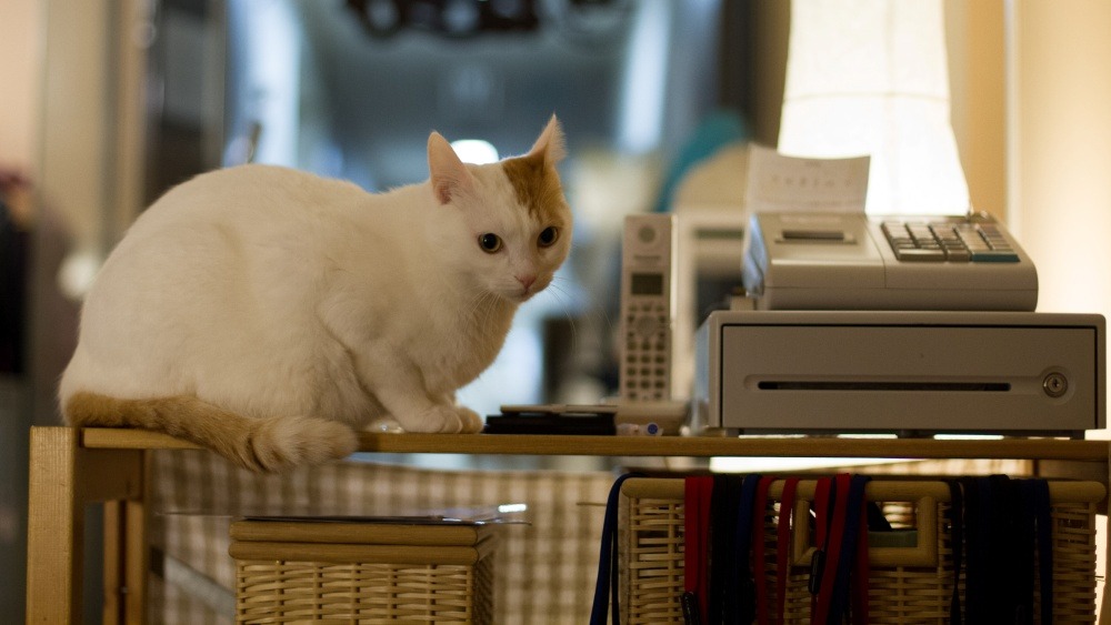 cat cafe